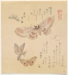 Sommerfugle og møl, fra serien A Flock of Butterflies (Gunch? Gafu)