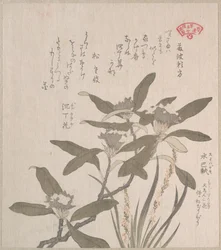 Daphne odora og Mojisuri-so