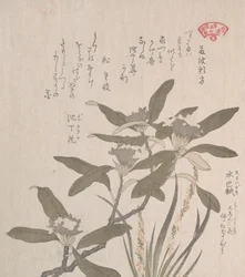 Daphne Odora og Mojisuri-so, 1800-tallet.