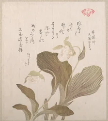 Hoteis blomster