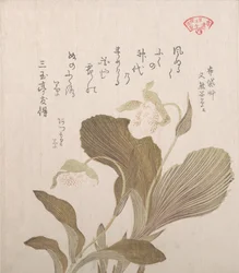 Hotei blomster, 1800-tallet.
