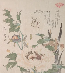 Pæoner og Iris, 1800-tallet.