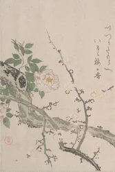Roser og blommeblomster, 1800-tallet.