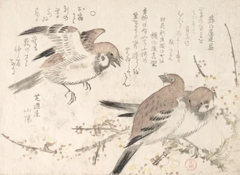 Spurve og blommeblomster, 1800-tallet.