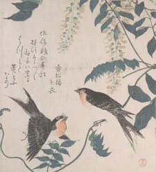 Svaler og Wisteria, 1800-tallet.