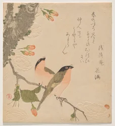 To bullfinches på et dobbeltbladet kirsebærtræ (Uso ni Yae-zakura)