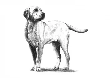 Tegning af en opmærksom hund