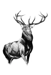 Deer Forest Kunsttegning Skitse 8