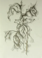 Studie af et fint blad