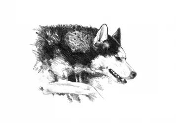 Intens portræt af en husky