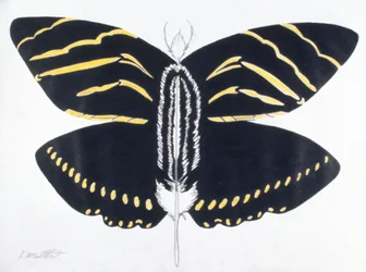 Feathered Butterfly, 2004 (farveblyant på papir)