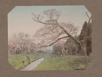 Mennesker og kirsebærblomster på hver side af en å i Koganei, Tokyo, Japan