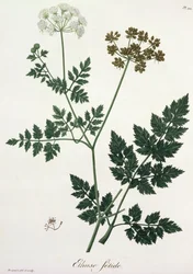 Aethusa Cynapium fra 