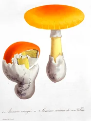Amanita Caesarea Cæsars svamp, 1821