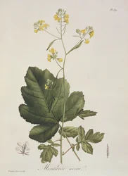 Brassica nigra fra 