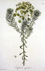 Euphorbia Cyparissias fra 