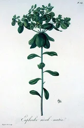 Euphorbia Helioscopia fra 