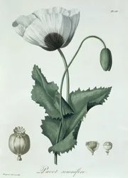 Papaver Somniferum fra 