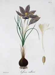Safrankrokus, 1821.
