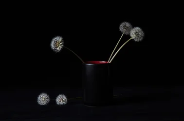 Elegant vase med mælkebøtter