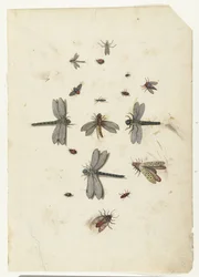Guldsmede og flyvende insekter