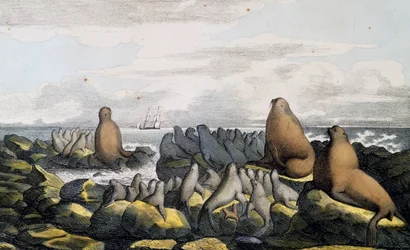 Havbjørne fra Saint Paul Island, Alaska, fra Scenic Travel Around the World