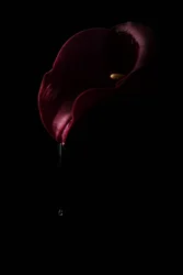 Dyb rød Calla Drop