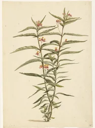 Blomstrende perikon (Asclepias curassavica)