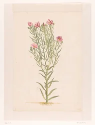 Plante med lyserøde blomster (titel på objekt)