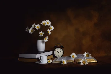 Daisies Books Morgenfred