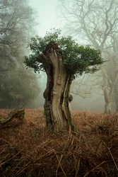 Gammel bonsai, 2025 (foto)