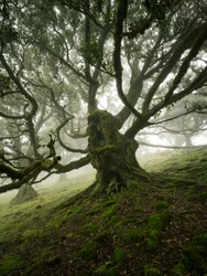 Canopy II, 2025 (foto)