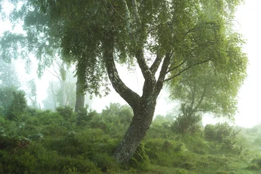 Fortællinger fra skoven III, 2024 (foto)