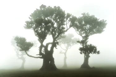 The Forest Remains, 2023 (foto)
