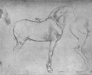 En hest i profil til højre og dens bagpart, c1480 1945
