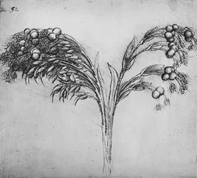 A Long-Stemmed Plant, c1480 1945