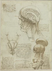 Et manuskriptark med anatomiske tegninger og noter, 1506-1508.