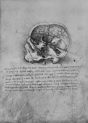 Anatomisk tegning af en kranie til venstre, c1480 1945