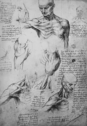 Anatomiske tegninger af en mands hals og skuldre, c1480 1945