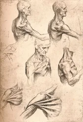 Anatomisk tegning, c1472-c1519 1883