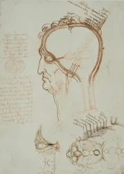Anatomiestudien