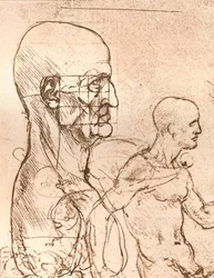 Tegning, der illustrerer teorien om proportionerne af den menneskelige figur, c1472-c1519 1883