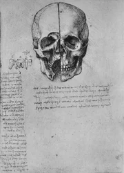 Tegning af to halvdele af et kranium, ca. 1480 1945