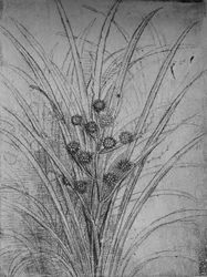 Flower Rushes, c1480 1945