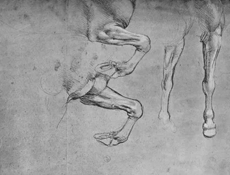 Fire undersøgelser af hesteben, c1480 1945