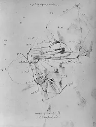 Målt tegning af en hests nære forben, c1480 1945