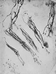 Seks undersøgelser af en arm, der i tre tilfælde viser knoglerne, c1480 1945