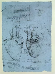 The Heart, faksimile af Windsor-bogen (pen og blæk på papir)