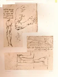 To tegninger, der illustrerer teorien om proportionerne af den menneskelige figur, c1472-c1519 1883