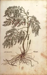 Asparges (Asparagus officinalis) af Leonhart Fuchs fra De historia stirpium commentarii insignes (Notable Commentaries on the History of Plants) farvet gravering